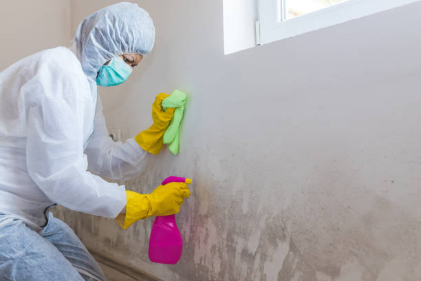 Why You Should Choose Our Mold Remediation Services in Summit, NJ